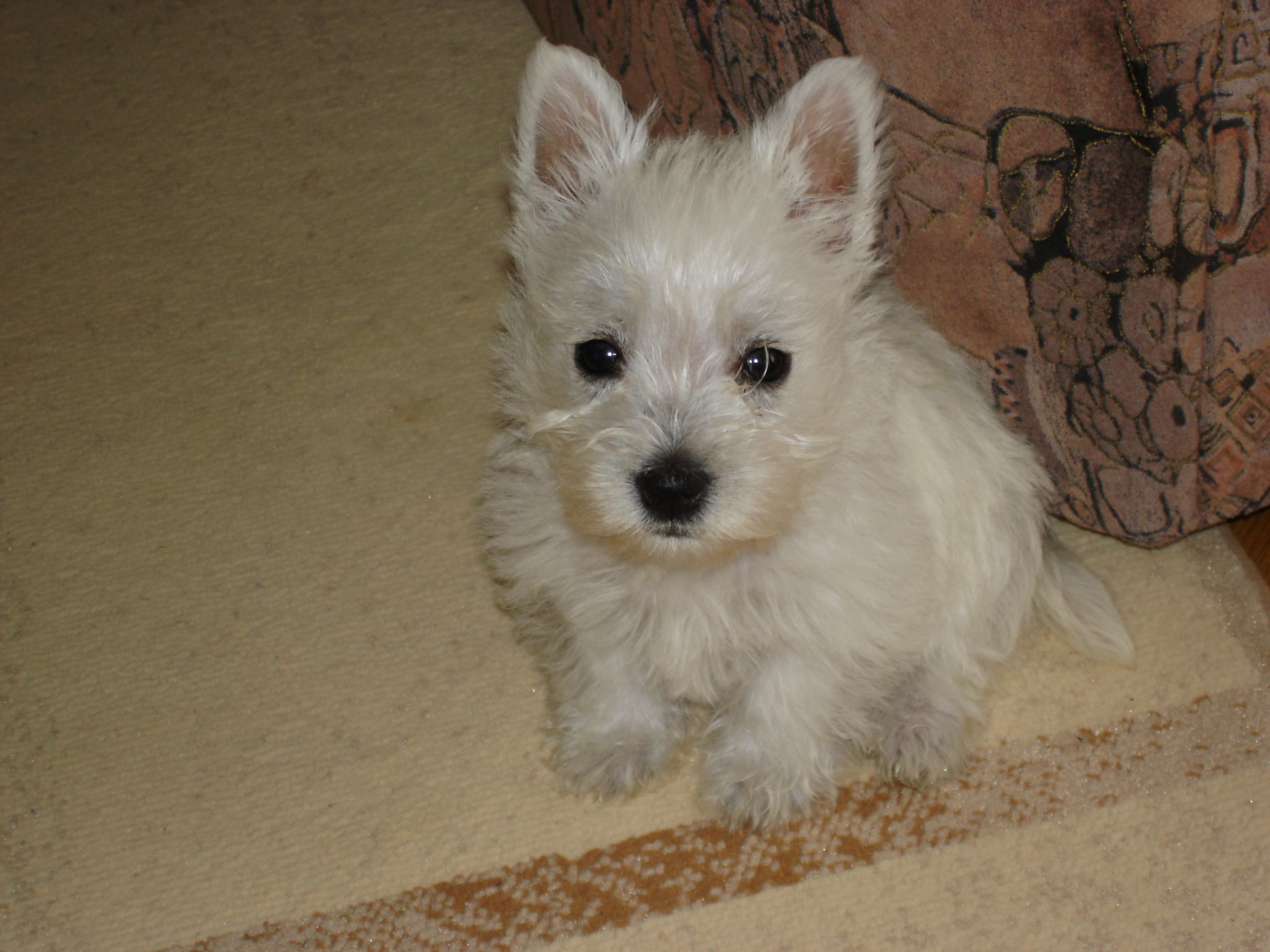 Puppy
